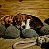 beagle, puppy, dog, sleeping, cushion, plush_toy, lion_toy, wooden_wall, indoor, cozy, pet_bed, resting, brown, white, black, soft, carpet, cute, animal, relaxed