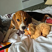 Baska a rejoint le concours — aidez-le/la à gagner de superbes lots ! beagle, puppy, dog, bed, blanket, plush_toy, lion_toy, indoor, pet, cute, animal, playing, cozy, fur, ears, nose, white_bedspread, brown_dog, black_and_tan, resting