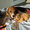 beagle, puppy, dog, bed, blanket, plush_toy, lion_toy, indoor, pet, cute, animal, playing, cozy, fur, ears, nose, white_bedspread, brown_dog, black_and_tan, resting