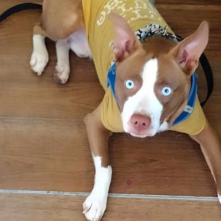 Brownie Boy is registered to the contest to win money with this photo: accessories, animal, ball, bostonbull, boxer, bulldog, canine, dog, frenchbulldog, hound, person, pet, pitbull, puppy, sleeping, snout, sport, strap, tennis, tennisball