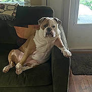 Junebug is registered to the contest to win money with this photo: bulldog, dog, couch, living_room, pet, indoor, window, pillow, floor, door, relaxed, brown, white, fur, animal, seated, home, cozy, carpet, casual