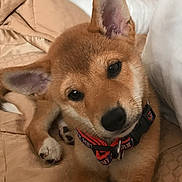 Shea is registered to the contest to win money with this photo: puppy, dog, pet, cute, brown_fur, collar, indoor, blanket, pillows, resting, young_dog, fur, animal, canine, adorable, portrait, looking, ears, paw, comfort