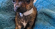 Bueno participe au concours pour gagner de l'argent avec cette photo : animal, black_nose, blanket, blue_blanket, brown_fur, chihuahua, closeup, collar, cozy, cute, dog, ears, fur, indoor, looking, pet, puppy, sitting, small_dog, young