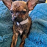 animal, black_nose, blanket, blue_blanket, brown_fur, chihuahua, closeup, collar, cozy, cute, dog, ears, fur, indoor, looking, pet, puppy, sitting, small_dog, young