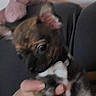 Bueno participe au concours pour gagner de l'argent avec cette photo : animal, black, blurry, brown, close_up, cute, dog, ears, face, fingers, hand, holding, indoor, nibbling, person, pet, playing, puppy, small, toy