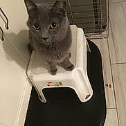 Dusty joined the competition — help win amazing prizes! animal, cage, cat, curious, domestic, ears, feline, floor_mat, gray_cat, home, household, indoor, kitchen, looking_up, pet, plastic_stool, sitting, stool, tile_floor, whiskers