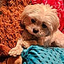 dog, small_dog, white_dog, fluffy, pet, blanket, red_blanket, blue_blanket, stuffed_toy, furry_toy, cozy, cute, indoor, resting, paw, fur, animal, companion, comfort, soft