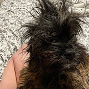 Wednesday joined the competition — help win amazing prizes! dog, pet, animal, fur, scruffy, cute, lap, resting, indoor, bed, blanket, human_leg, close_up, small_dog, furry, messy_hair, companion, domestic_animal, cozy, portrait