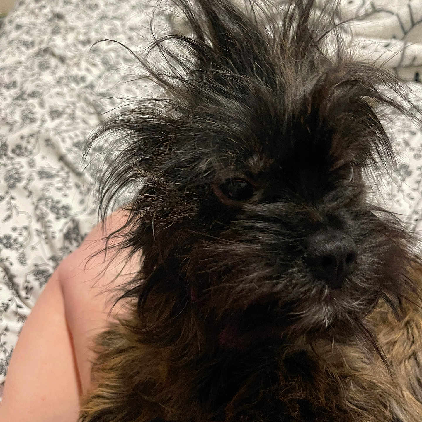 Wednesday joined the competition — help win amazing prizes! dog, pet, animal, fur, scruffy, cute, lap, resting, indoor, bed, blanket, human_leg, close_up, small_dog, furry, messy_hair, companion, domestic_animal, cozy, portrait