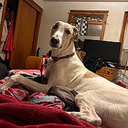 Dash is registered to the contest to win money with this photo: bed, blanket, clothing, collar, cozy, dog, door, dresser, greyhound, indoor, leash, looking_at_camera, mirror, paws, pillow, relaxed, snout, tv, wardrobe, wooden_furniture