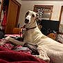 bed, blanket, clothing, collar, cozy, dog, door, dresser, greyhound, indoor, leash, looking_at_camera, mirror, paws, pillow, relaxed, snout, tv, wardrobe, wooden_furniture