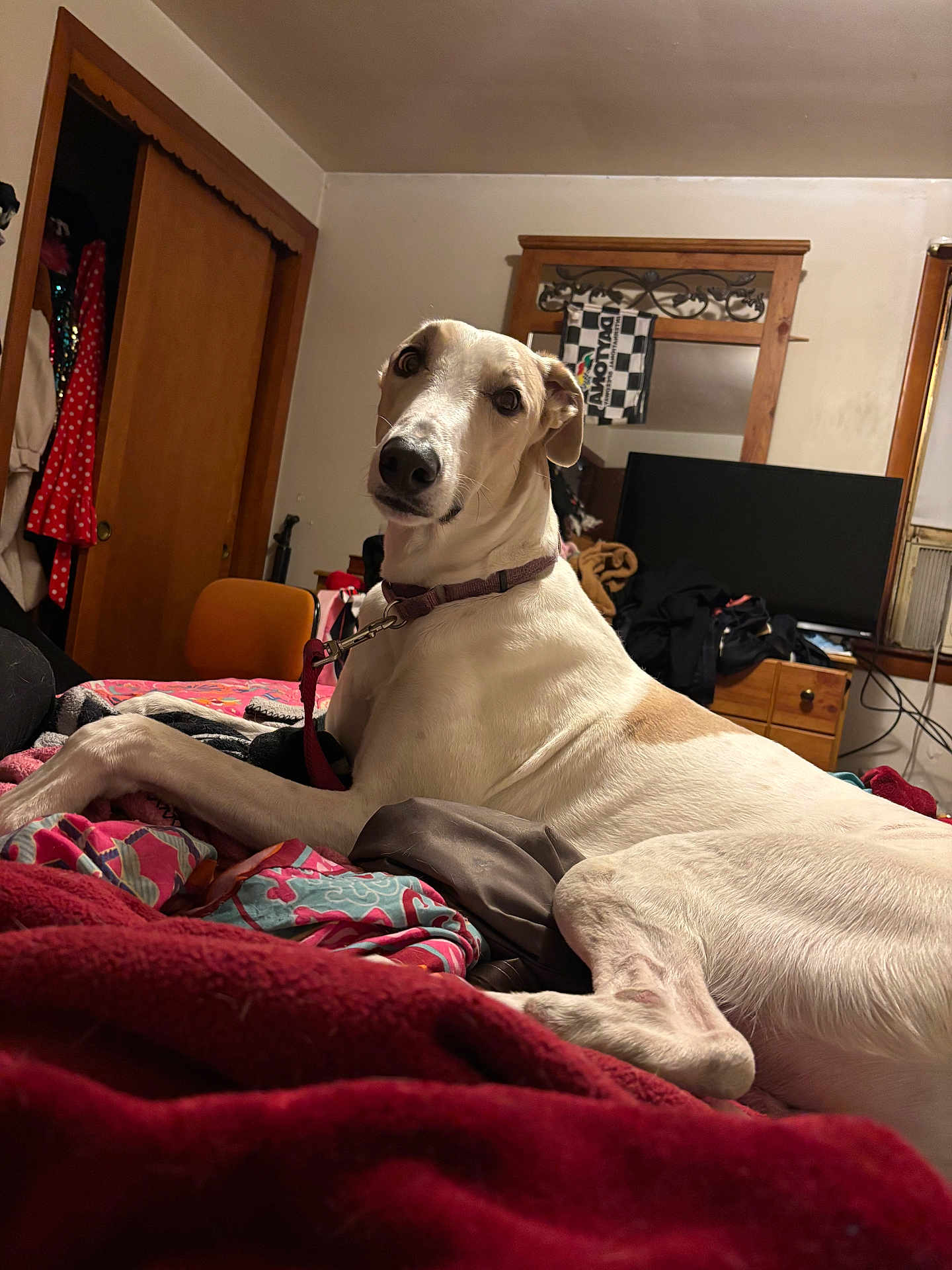 Dash is registered to the contest to win money with this photo: bed, blanket, clothing, collar, cozy, dog, door, dresser, greyhound, indoor, leash, looking_at_camera, mirror, paws, pillow, relaxed, snout, tv, wardrobe, wooden_furniture