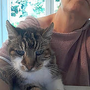 Minet a rejoint le concours — aidez-le/la à gagner de superbes lots ! arm, casual_clothing, cat, closeup, face, fur, greenery, human, indoor, natural_light, person, pet, relaxed, resting, tabby_cat, table, tattoo, whiskers, white_paws, window