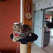 Atlas a rejoint le concours — aidez-le/la à gagner de superbes lots ! kitten, cat, scratching_post, toy, red, wooden, barometer, interior, home, floor, door, kitchen, furniture, curious, animal, pet, feline, relaxed, indoor, cozy