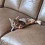 Atlas a rejoint le concours — aidez-le/la à gagner de superbes lots ! kitten, cat, tabby, leather_couch, feline, pet, indoor, resting, cute, small, young, animal, fur, whiskers, paw, relaxed, curious, domestic_animal, cozy, living_room