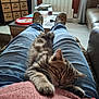 Atlas a rejoint le concours — aidez-le/la à gagner de superbes lots ! kitten, cat, sleeping, lap, person, jeans, sweater, living_room, sofa, drawer, coffee_table, window, curtains, floor, relaxation, home, furniture, casual, indoor, cozy