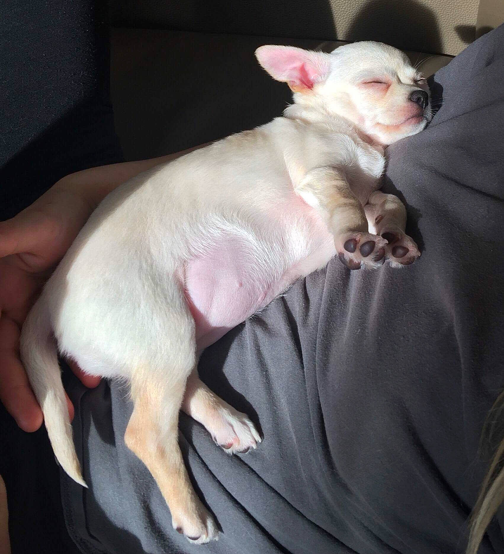 Happy a rejoint le concours — aidez-le/la à gagner de superbes lots ! canidae, carnivore, comfort, companion_dog, dog, dog_breed, ear, fawn, felidae, flesh, fur, nail, non_sporting_group, pink, snout, sporting_group, tail, terrestrial_animal, toy_dog, whiskers