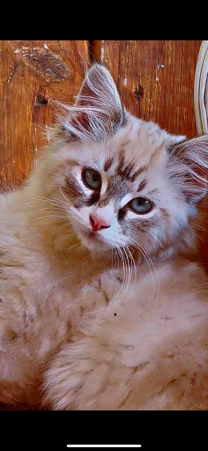 Smokey joined the competition — help win amazing prizes! cat, fluffy, blue_eyes, fur, close_up, pet, animal, portrait, wooden_background, indoor, cute, whiskers, relaxed, feline, young_cat, soft_texture, curious, ears, nose, face