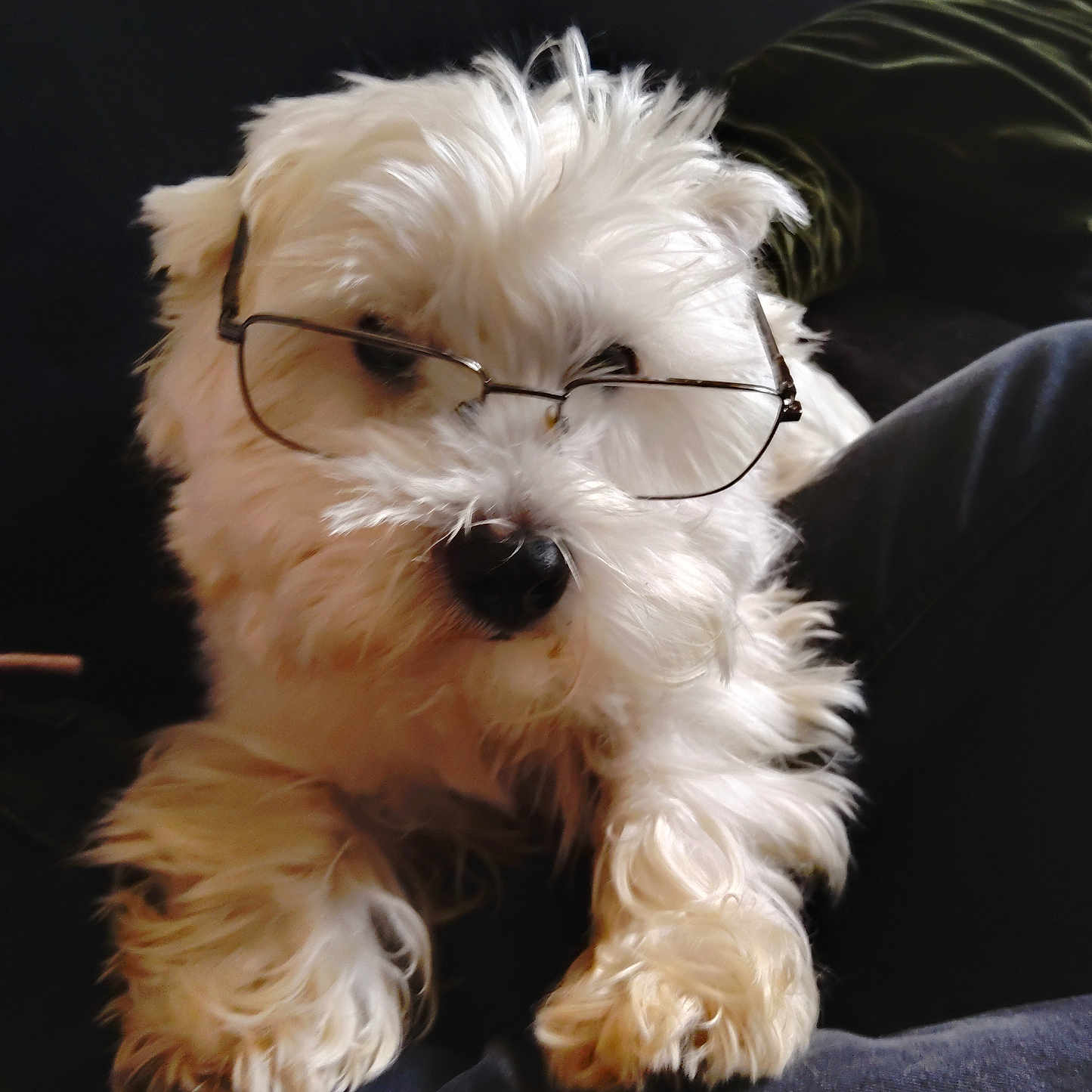 Swyden participe au concours pour gagner de l'argent avec cette photo : animal, closeup, companion, cozy, cute, dog, domestic_animal, eyewear, fluffy, furry, glasses, indoor, lap, looking_away, nostalgic, pet, portrait, relaxed, soft_fur, white_dog