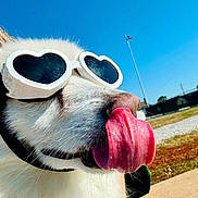 Maxamillion is registered to the contest to win money with this photo: dog, sunglasses, heart_shaped, tongue, outdoor, blue_sky, sunny, pet, close_up, white_fur, playful, animal, summer, funny, canine, park, tongue_out, cute, daytime, collar