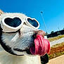 dog, sunglasses, heart_shaped, tongue, outdoor, blue_sky, sunny, pet, close_up, white_fur, playful, animal, summer, funny, canine, park, tongue_out, cute, daytime, collar