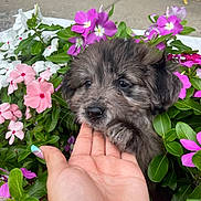 Nala joined the competition — help win amazing prizes! puppy, dog, flowers, hand, green_leaves, pink_flowers, white_flowers, purple_flowers, outdoor, nature, cute, pet, animal, fur, paws, nail_art, garden, closeup, adorable, spring