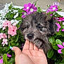 adorable, animal, closeup, cute, dog, flowers, fur, garden, green_leaves, hand, nail_art, nature, outdoor, paws, pet, pink_flowers, puppy, purple_flowers, spring, white_flowers