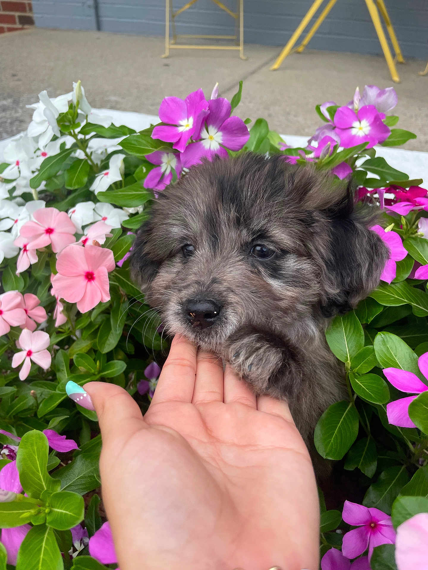 Nala