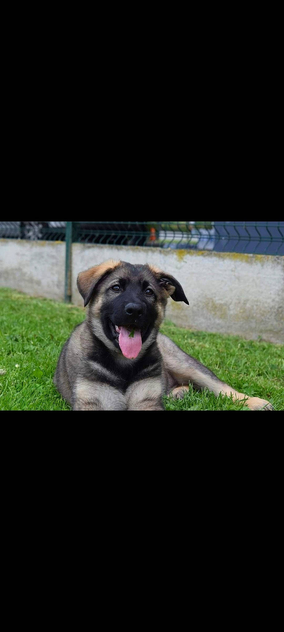 Saane a rejoint le concours — aidez-le/la à gagner de superbes lots ! canidae, carnivore, companion_dog, dog, dog_breed, dog_collar, grass, guard_dog, plant, rectangle, sporting_group, terrestrial_animal, working_dog