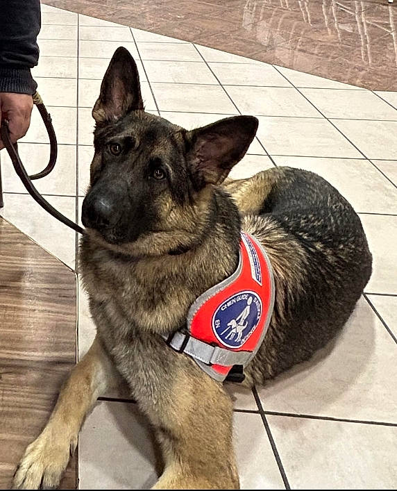 Saane a rejoint le concours — aidez-le/la à gagner de superbes lots ! belgian_shepherd_malinois, canidae, carnivore, collar, companion_dog, dog, dog_breed, dog_collar, dog_supply, east_european_shepherd, fawn, fur, german_shepherd_dog, herding_dog, king_shepherd, old_german_shepherd_dog, snout, sporting_group, working_animal, working_dog