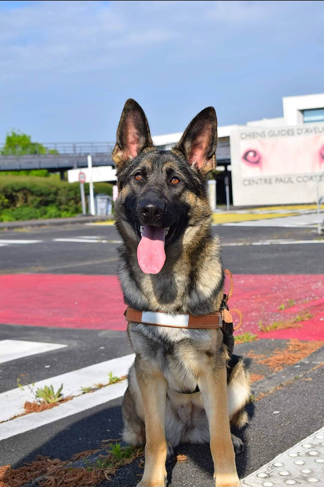 Saane participe au concours pour gagner de l'argent avec cette photo : canidae, carnivore, cloud, collar, dog, dog_breed, dog_supply, east_european_shepherd, german_shepherd_dog, herding_dog, king_shepherd, old_german_shepherd_dog, plant, sky, snout, sporting_group, tree, vehicle, working_animal, working_dog
