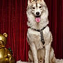 Tokyo a rejoint le concours — aidez-le/la à gagner de superbes lots ! dog, husky, pet, animal, sitting, fur, tongue_out, indoor, red_curtain, gold_teddy_bear, fluffy, portrait, canine, furry_rug, decor, happy, cute, domestic_animal, companion, studio