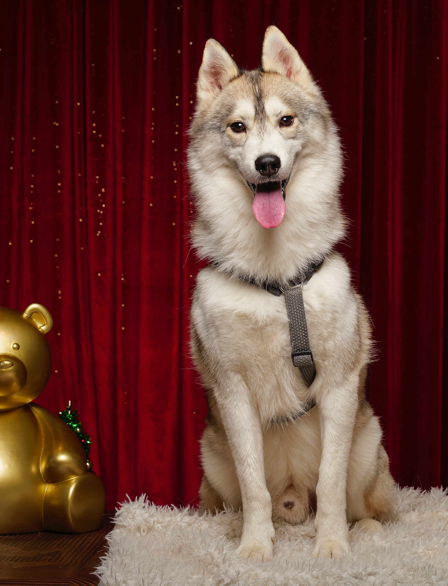 Tokyo a rejoint le concours — aidez-le/la à gagner de superbes lots ! dog, husky, pet, animal, sitting, fur, tongue_out, indoor, red_curtain, gold_teddy_bear, fluffy, portrait, canine, furry_rug, decor, happy, cute, domestic_animal, companion, studio