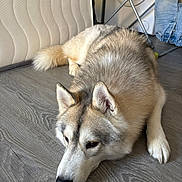 Tokyo a rejoint le concours — aidez-le/la à gagner de superbes lots ! dog, husky, lying_down, indoor, wooden_floor, pet, animal, fur, ears, nose, tail, mattress, laundry, clothes, floor, resting, domestic, home, canine, quiet