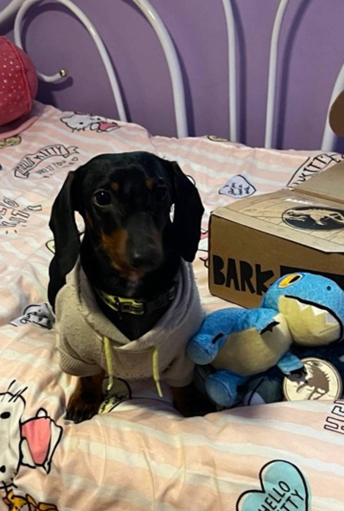 Mack joined the competition — help win amazing prizes! canidae, carnivore, chair, collar, comfort, companion_dog, dog, dog_breed, dog_collar, dog_supply, guard_dog, hound, linens, personal_protective_equipment, pet_supply, scent_hound, sporting_group, table, working_animal, working_dog