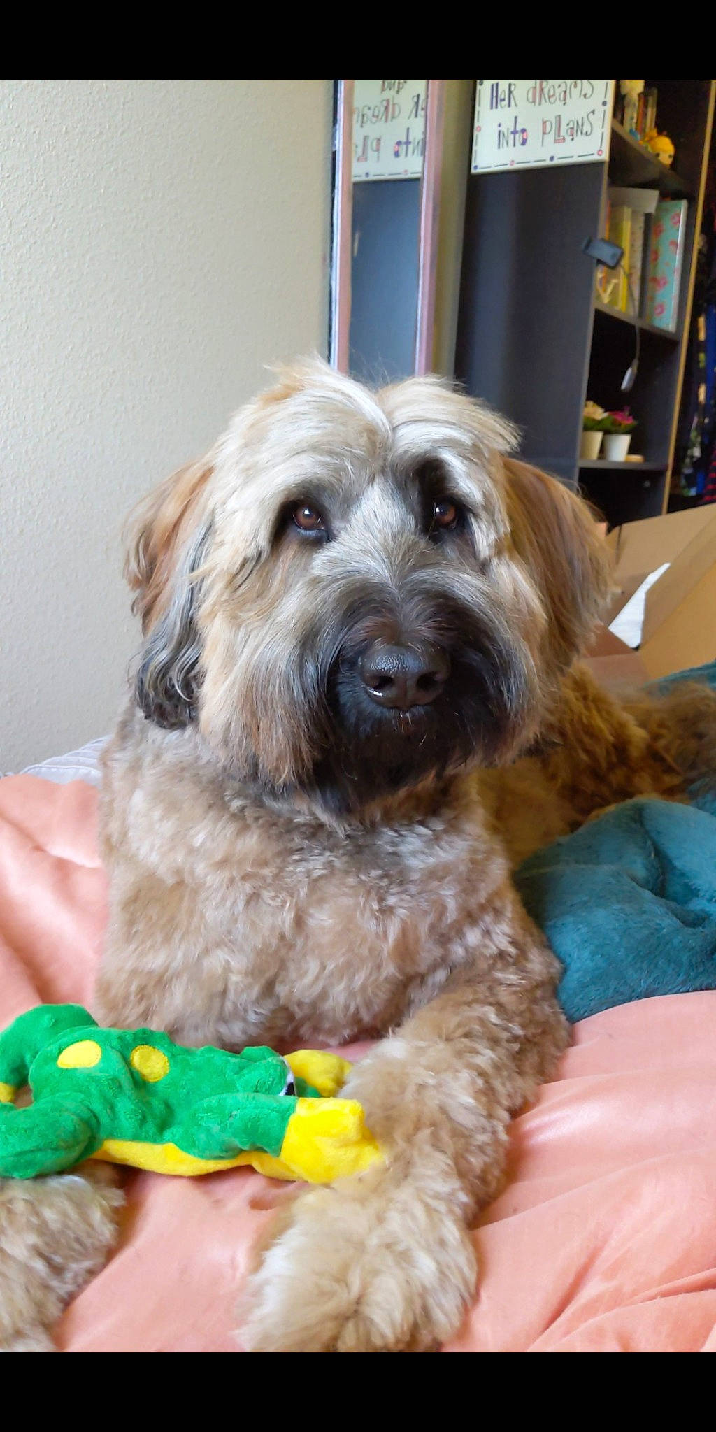 Desmond Boregard is registered to the contest to win money with this photo: bookcase, canidae, carnivore, companion_dog, dog, dog_breed, dog_clothes, dog_supply, fur, liver, poodle_crossbreed, shelf, small_terrier, snout, sporting_group, terrier, toy_dog, water_dog, working_animal, yorkipoo