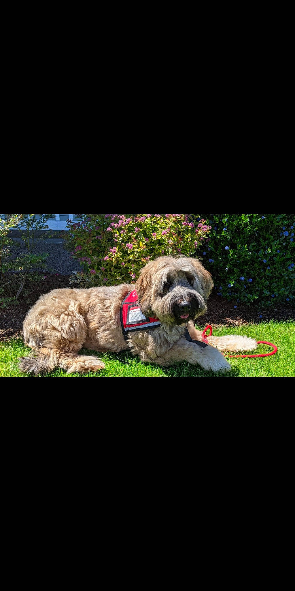 Desmond Boregard is registered to the contest to win money with this photo: canidae, carnivore, collar, companion_dog, dog, dog_breed, dog_collar, dog_supply, fawn, grass, liver, plant, snout, sporting_group, terrestrial_animal, toy_dog, tree, water_dog, working_animal, working_dog