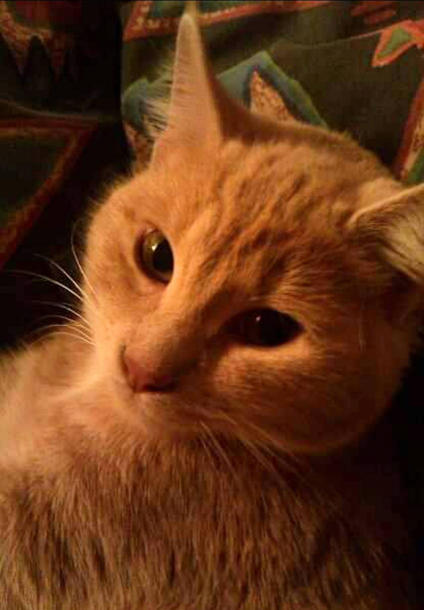 Frappuccino is registered to the contest to win money with this photo: carnivore, cat, domestic_short_haired_cat, fawn, felidae, fur, small_to_medium_sized_cats, snout, terrestrial_animal, whiskers, wood