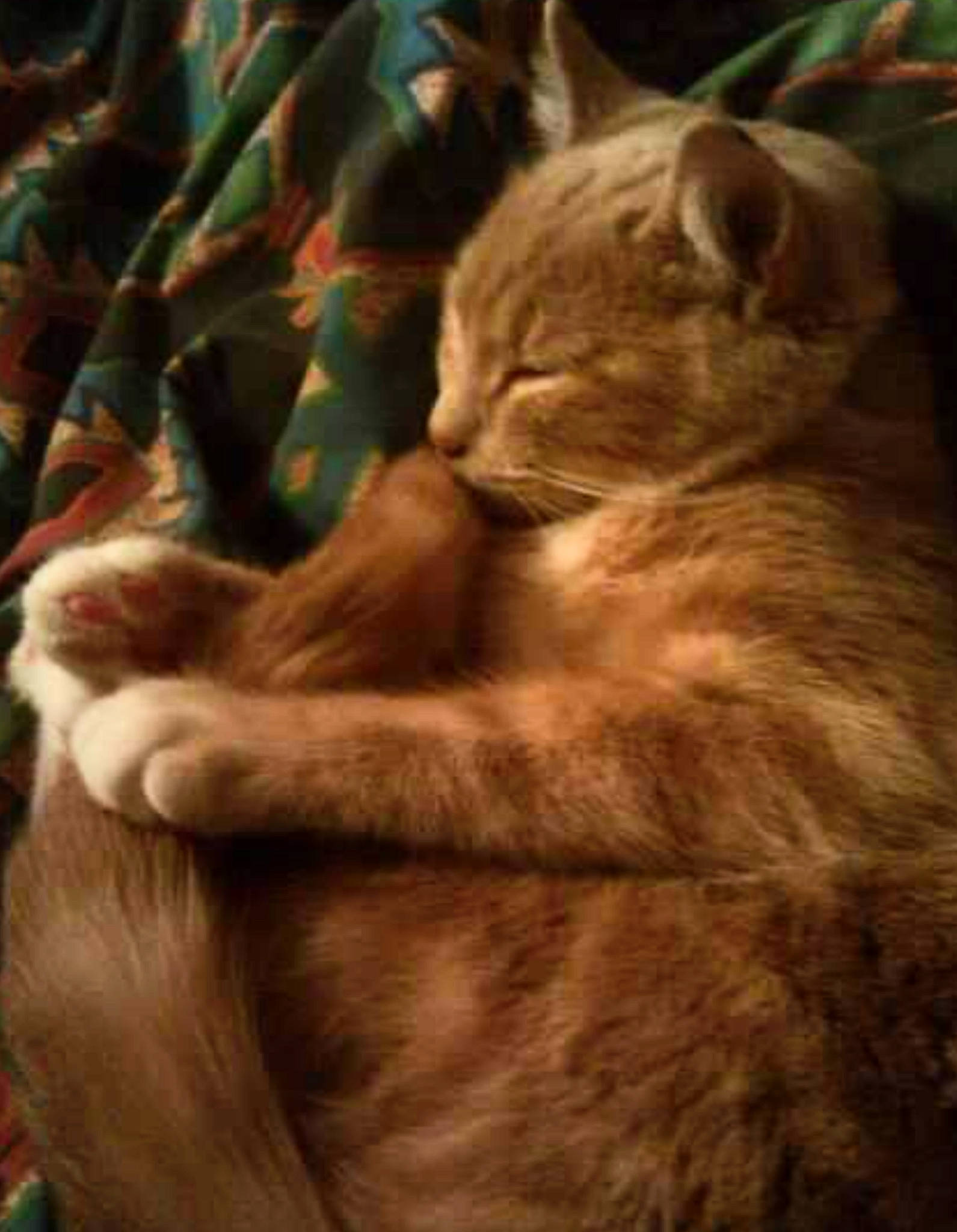 Frappuccino is registered to the contest to win money with this photo: carnivore, cat, claw, comfort, domestic_short_haired_cat, ear, eye, fawn, felidae, fur, liver, paw, plant, small_to_medium_sized_cats, snout, tail, terrestrial_animal, tree, whiskers, wood