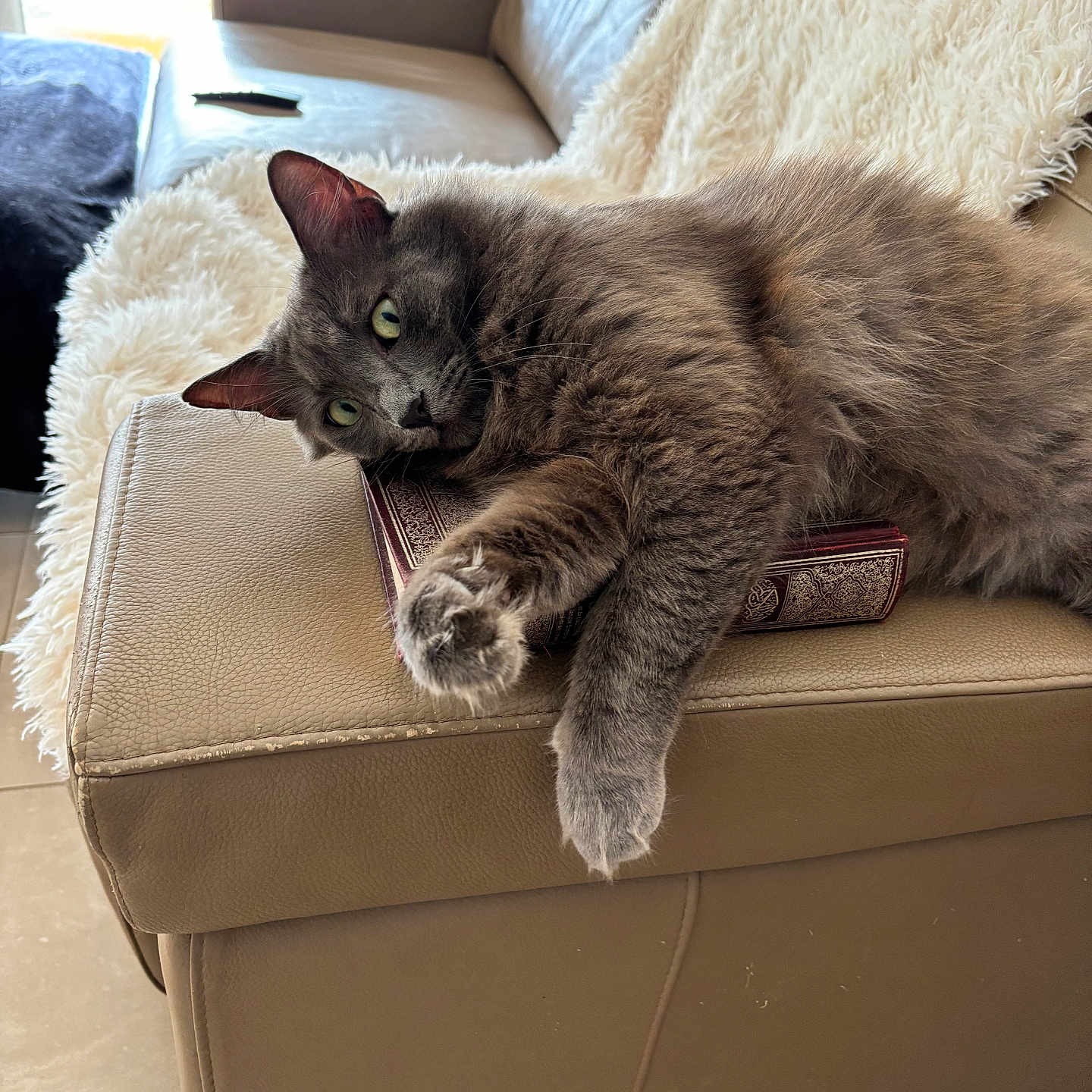 Frate participe au concours pour gagner de l'argent avec cette photo : armrest, book, cat, cozy, decorative_book, feline, fur, gray_cat, green_eyes, home, indoor, leather_sofa, living_room, lounge, paw, relaxed, sofa, sunlight, throw_blanket, tile_floor