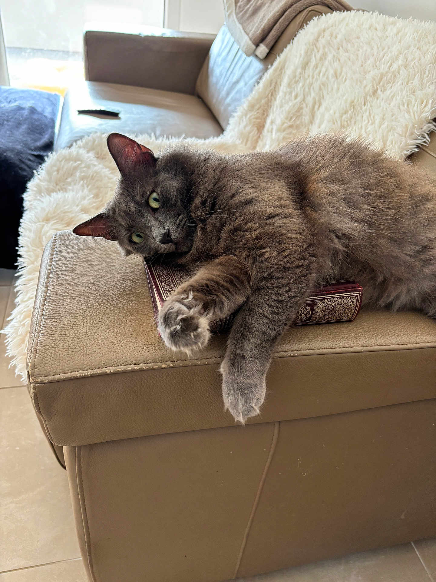 Frate participe au concours pour gagner de l'argent avec cette photo : armrest, book, cat, cozy, decorative_book, feline, fur, gray_cat, green_eyes, home, indoor, leather_sofa, living_room, lounge, paw, relaxed, sofa, sunlight, throw_blanket, tile_floor