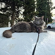 Frate a rejoint le concours — aidez-le/la à gagner de superbes lots ! animal, car_roof, cat, daylight, fluffy_fur, fur, gray_cat, green_eyes, greenery, leash, nature, outdoor, parked_car, pet, quiet, relaxed, side_view, tail, trees, wet_surface