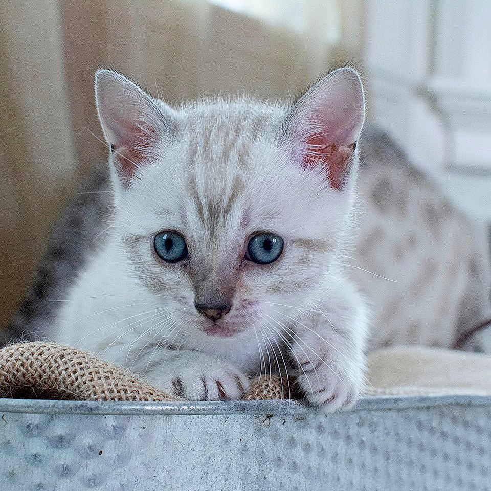 Baby Meow is registered to the contest to win money with this photo: aegean_cat, american_shorthair, arabian_mau, asian, australian_mist, burmilla, carnivore, cat, domestic_short_haired_cat, european_shorthair, eye, felidae, kitten, mammal, ojos_azules, singapura, small_to_medium_sized_cats, turkish_angora, vertebrate, whiskers