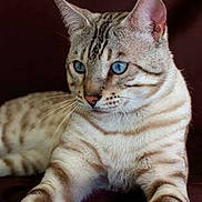 Valentino joined the competition — help win amazing prizes! american_shorthair, arabian_mau, asian, australian_mist, bengal, carnivore, cat, domestic_short_haired_cat, dragon_li, egyptian_mau, european_shorthair, felidae, kitten, mammal, ocicat, savannah, small_to_medium_sized_cats, tabby_cat, vertebrate, whiskers