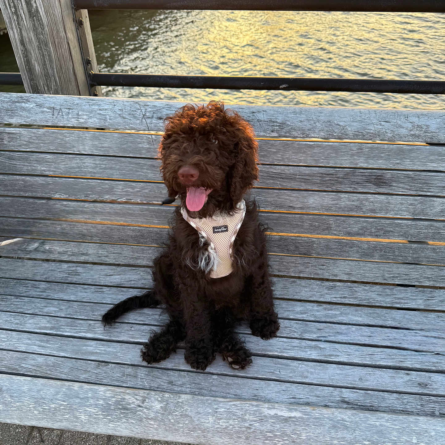 Brownie joined the competition — help win amazing prizes! animal, bench, brown_dog, curly_fur, dog, happy, harness, leash, nature, outdoor, pavement, pet, playful, puppy, river, sunlight, sunset, tongue_out, water, wooden_bench