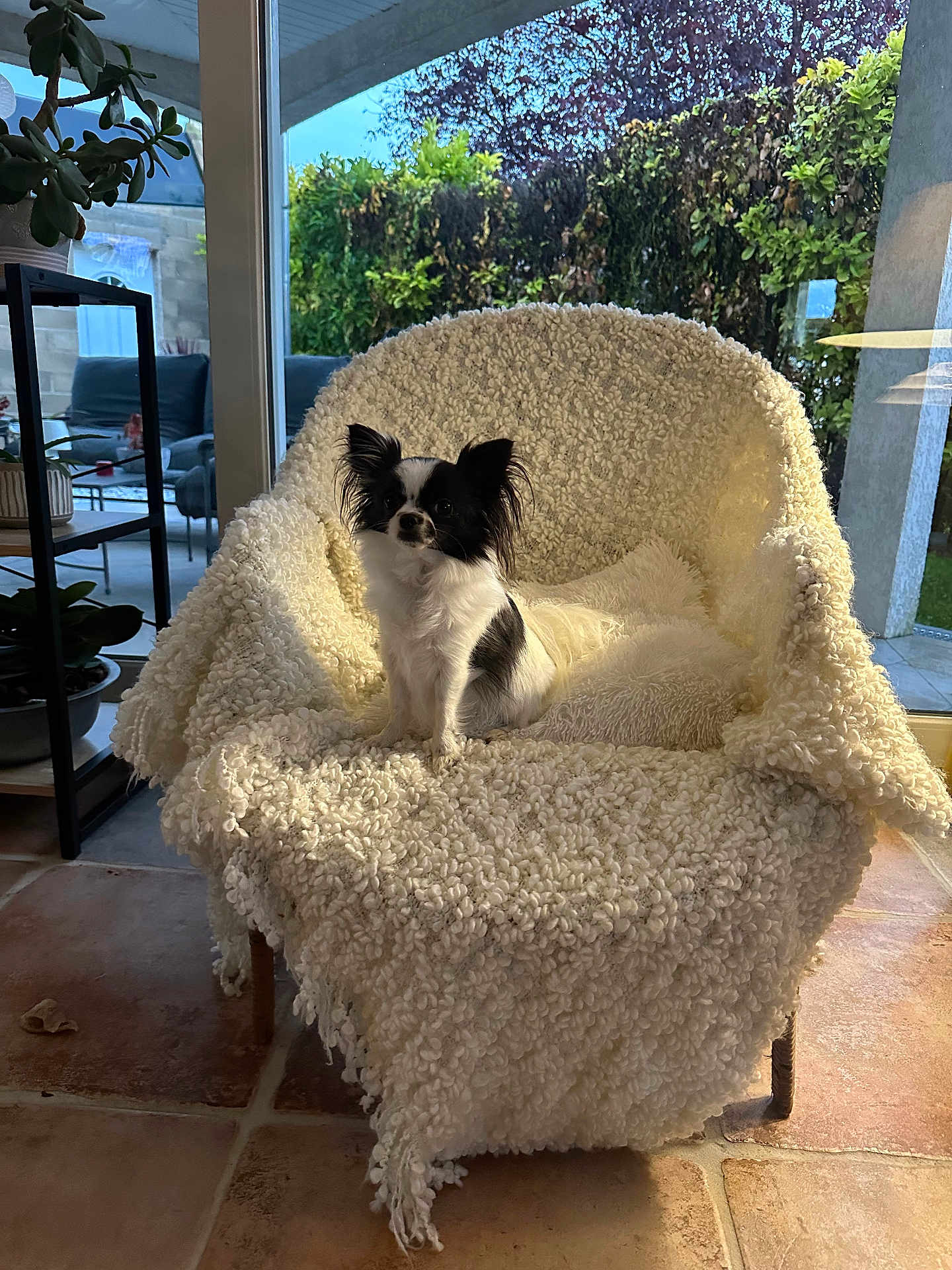 Vanille participe au concours pour gagner de l'argent avec cette photo : dog, small_dog, black_and_white, chair, blanket, indoor, plant, glass_door, garden, greenery, floor_tiles, cushion, pet, fur, window, daylight, cozy, furniture, animal, living_room