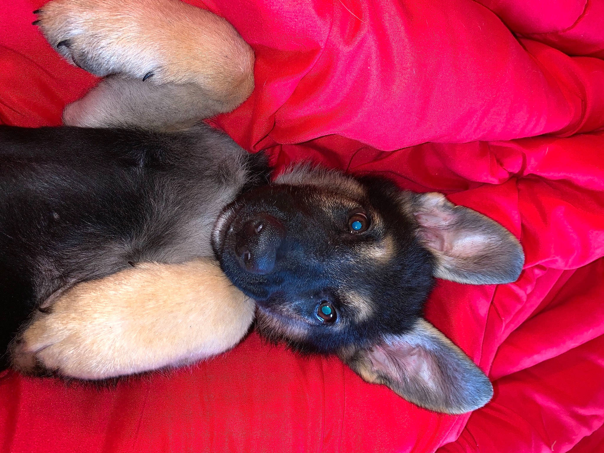 Koda joined the competition — help win amazing prizes! canidae, carmine, carnivore, claw, comfort, companion_dog, dog, dog_breed, dog_supply, fawn, fur, nap, non_sporting_group, paw, petal, puppy_love, snout, sporting_group, tail, working_animal