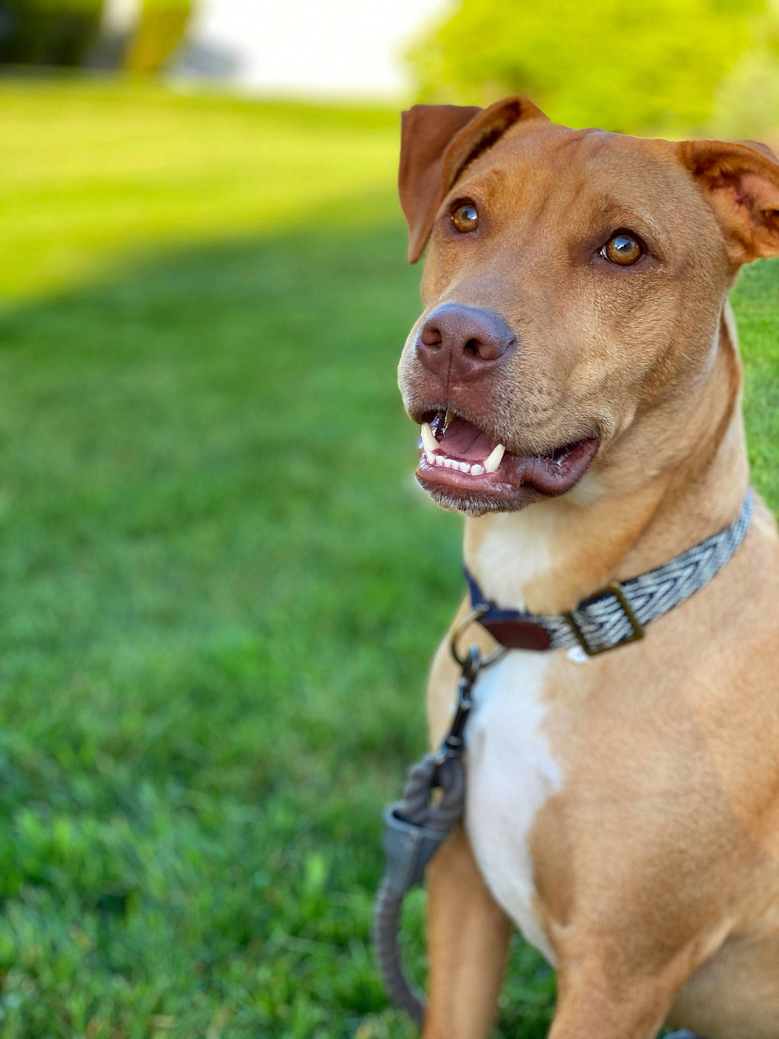 Blitzen joined the competition — help win amazing prizes! american_pit_bull_terrier, american_staffordshire_terrier, canidae, carnivore, companion_dog, dog, dog_breed, dog_collar, fawn, grass, hunting_dog, mammal, non_sporting_group, pit_bull, snout, sporting_group, terrier, vertebrate