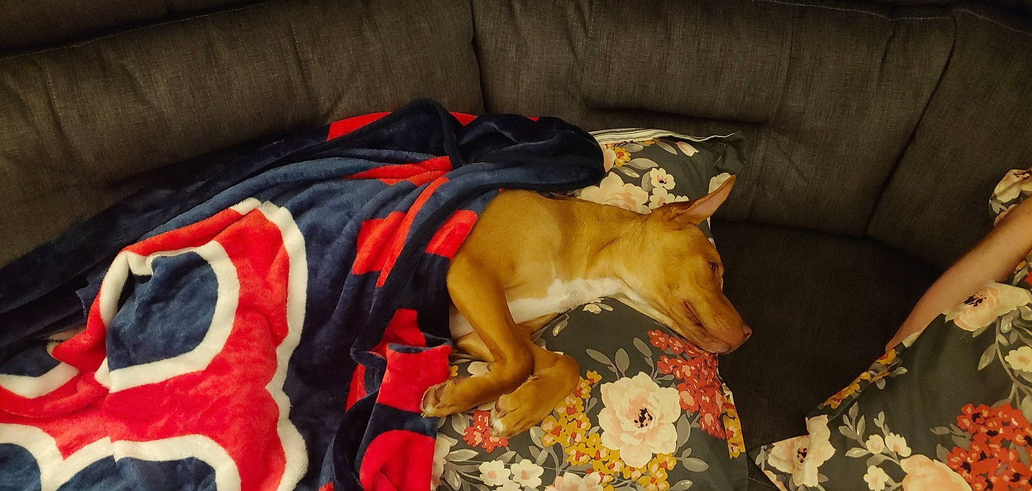 Blitzen is registered to the contest to win money with this photo: canidae, carnivore, dog, dog_breed, fawn, italian_greyhound, lurcher, mammal, non_sporting_group, sporting_group, whippet