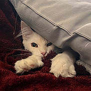 Apollon participe au concours pour gagner de l'argent avec cette photo : animal, blanket, cat, closeup, comfort, cozy, curious, cute, feline, furry, hiding, indoor, paw, pet, relaxing, resting, snug, soft_texture, warm, white_cat
